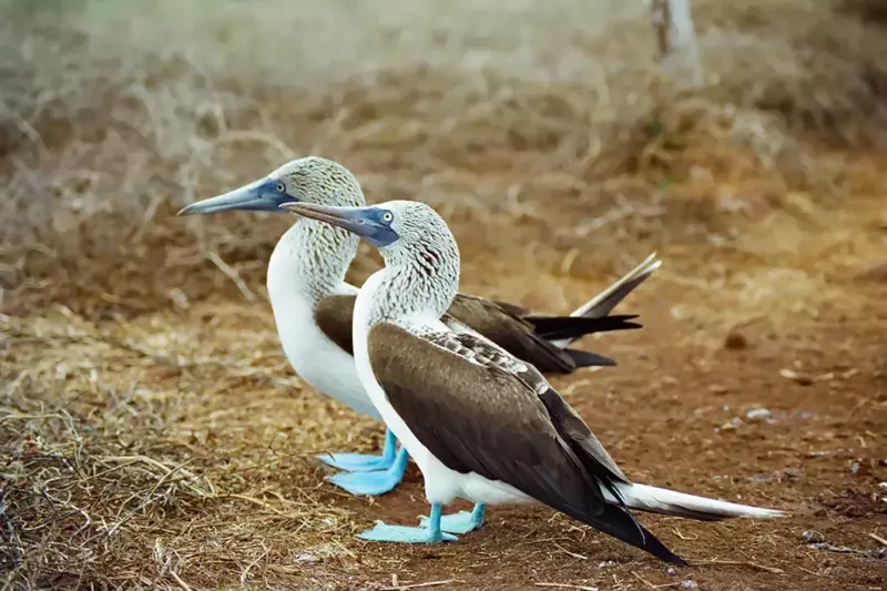 Blue-footed boobies Diet