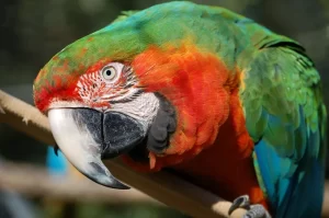 Catalina Macaw Diet