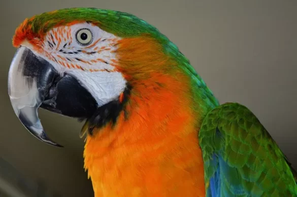 Catalina Macaws