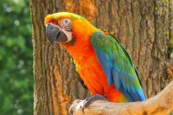 Catalina Macaws Color