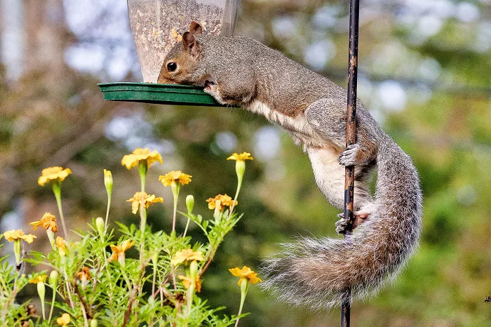 Ways to keep squirrels away from bird feeders
