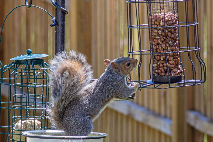 how to keep squirrels out of bird feeders