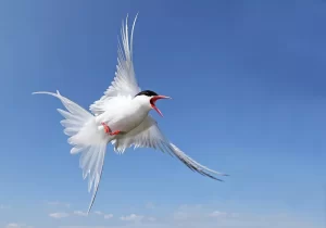 Arctic Tern
