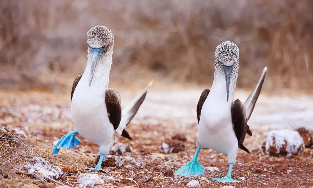 Are Blue-Footed Boobies Extinct