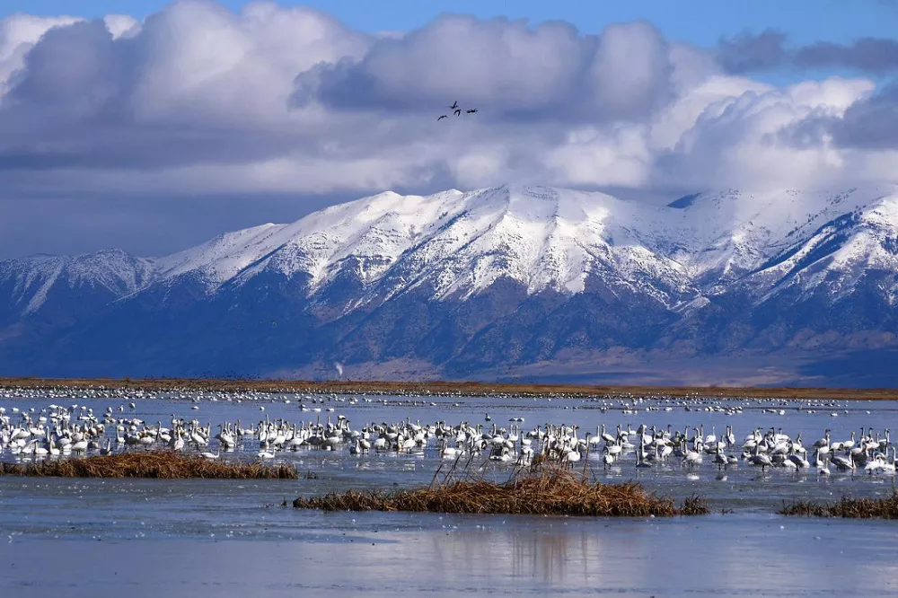 Bear River Migratory Bird Refuge