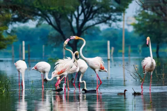 Bharatpur Bird Sanctuary