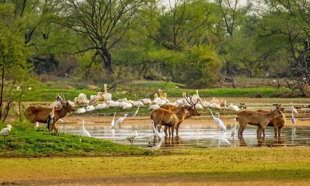 Bharatpur Bird Sanctuary Fauna