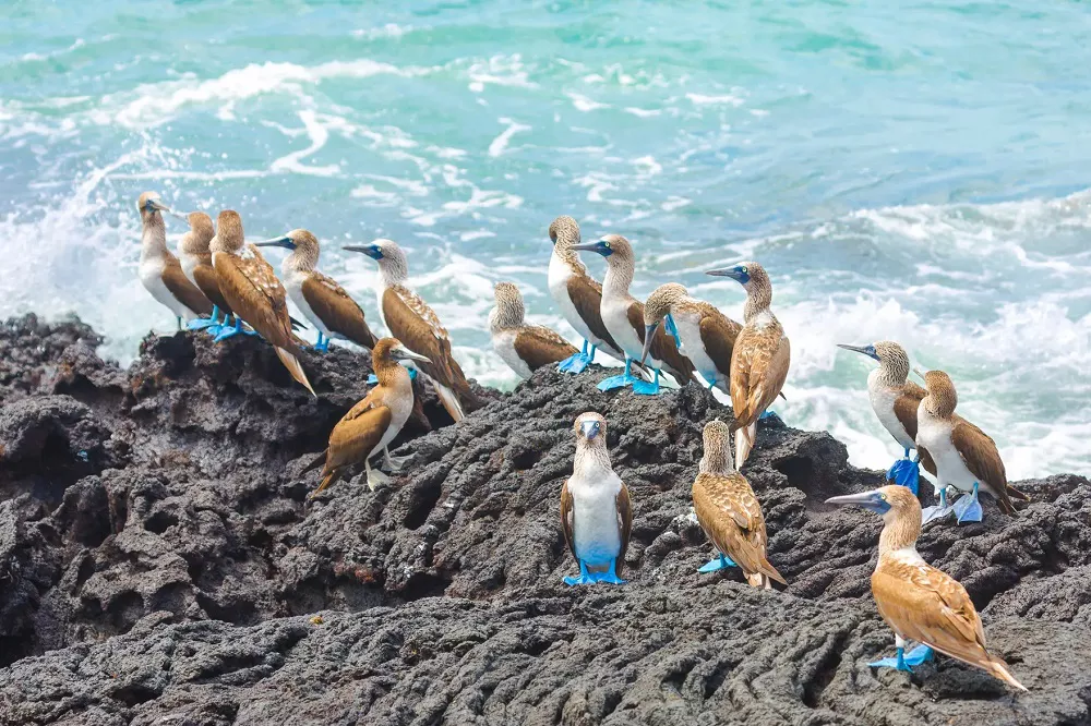 Blue-footed booby on rocks by the sea