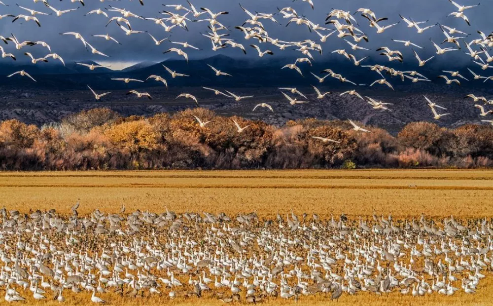 Bosque del Apache National Wildlife Refuge