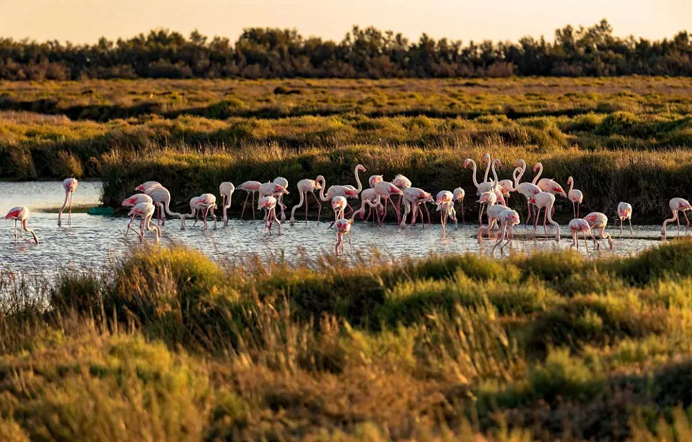 Doñana National Park