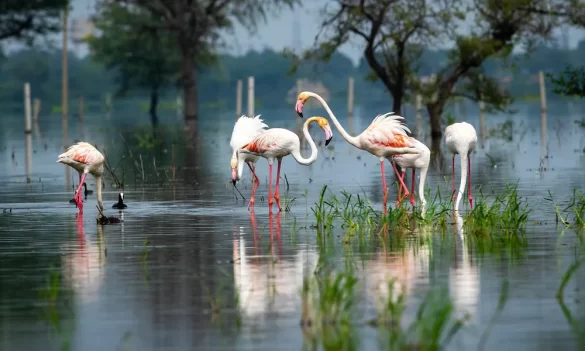 Greater flamingo at Bharatpur Bird Sanctuary