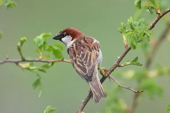 Italian Sparrow