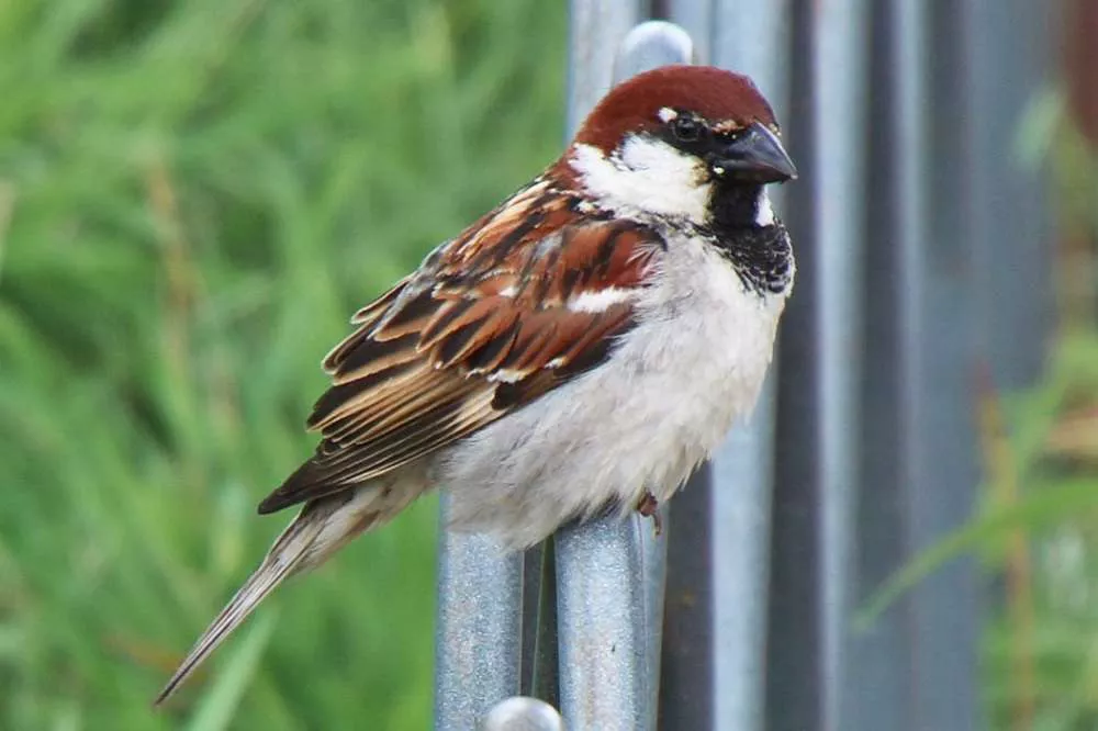 Italian Sparrow Perching