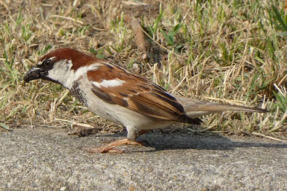 Italian Sparrow foraging for food