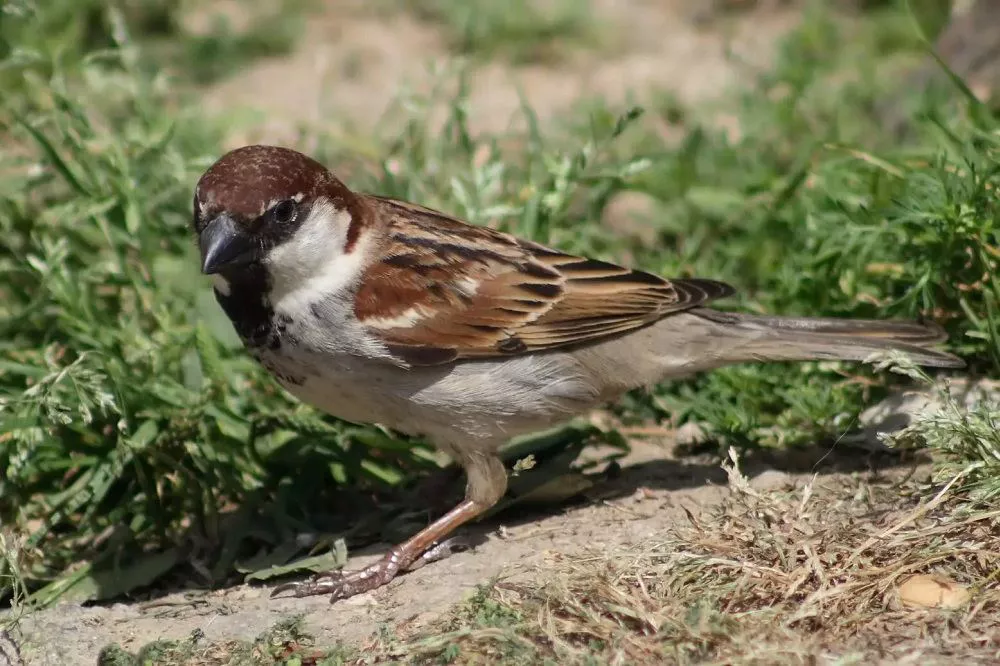 Italy National Bird