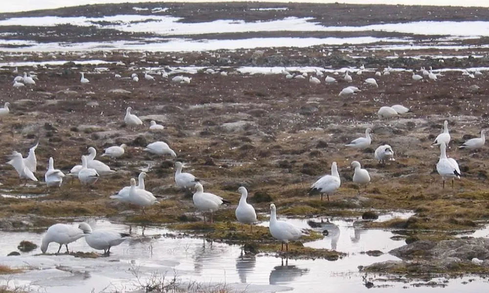 Queen Maud Gulf Migratory Bird Sanctuary