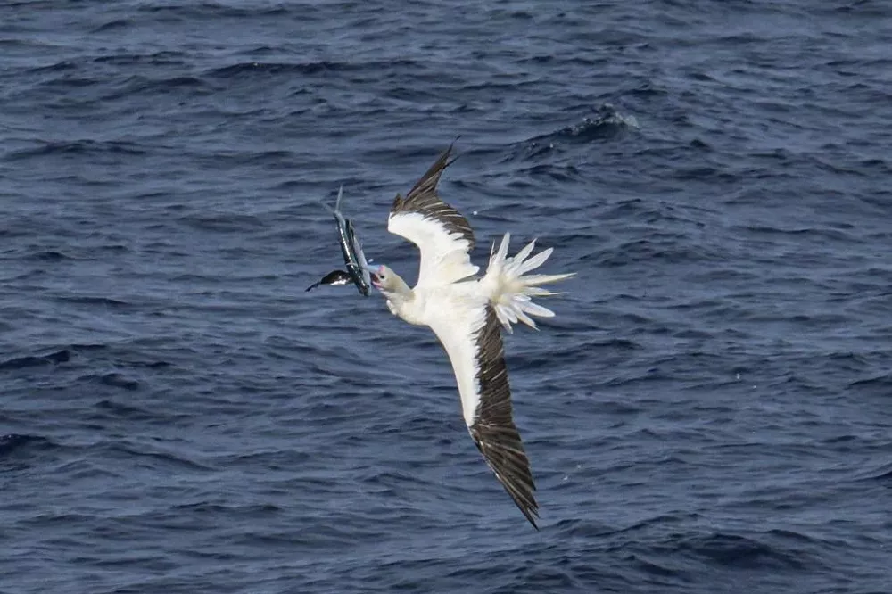 Red-Footed Boobies hunting