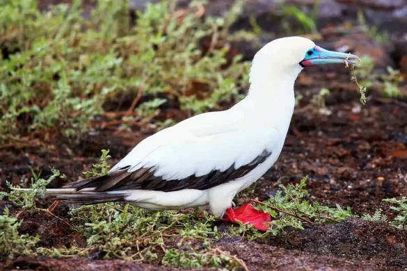 Red-Footed Booby