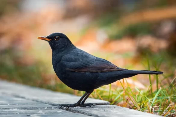 Common Blackbird