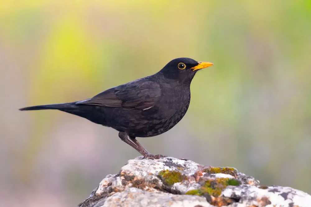 Common Blackbird Photo
