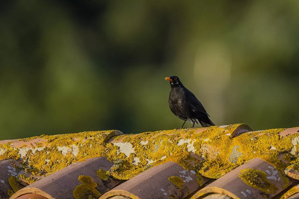 Common Blackbird resting on the roof