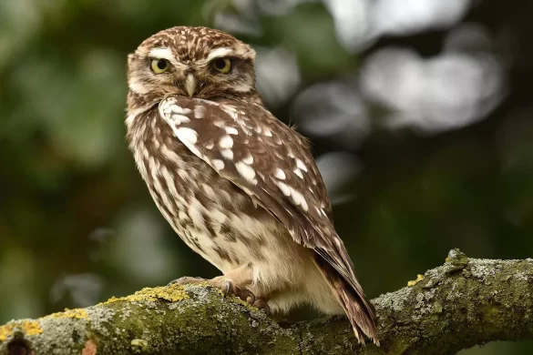 Little Owl
