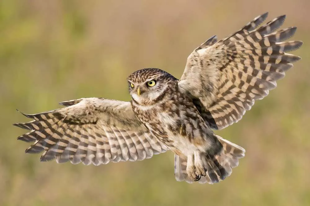 Little Owl in Flight