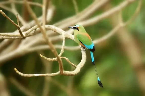 National Bird of El Salvador