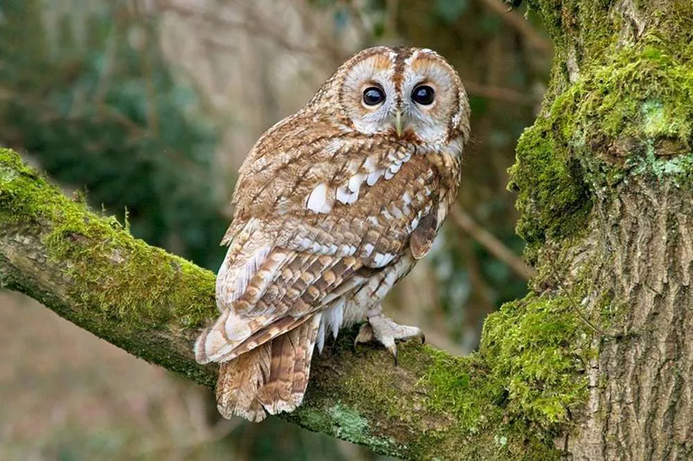 National Bird of Greece