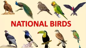 National Birds
