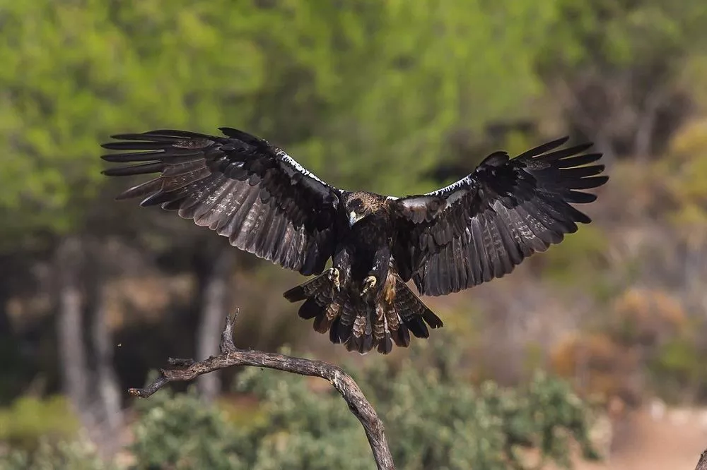 Spain National Bird