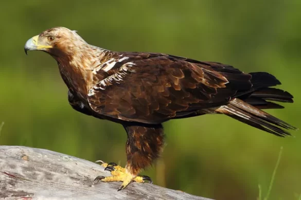 Spanish Imperial Eagle