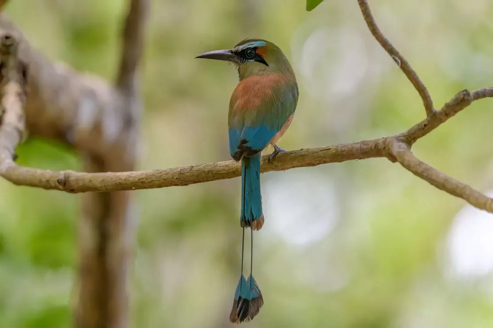 Turquoise-browed motmot