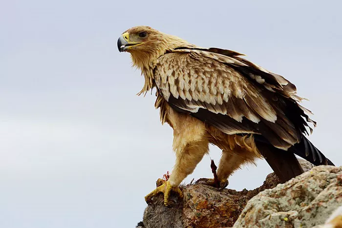 Young Spanish Imperial Eagle