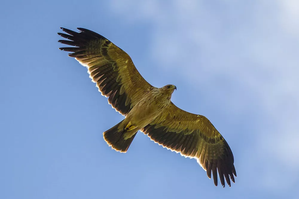 Spanish Imperial Eagle in Flight