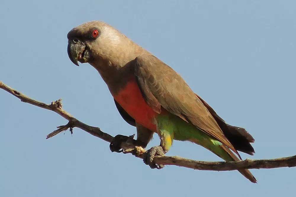 African Red-Bellied Parrot