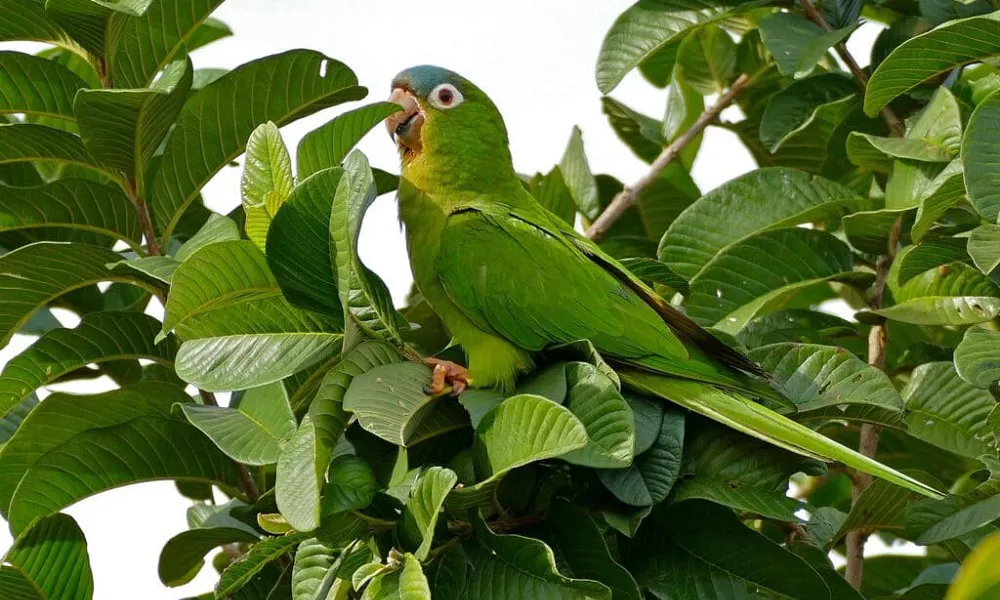 Blue-Crowned Conure