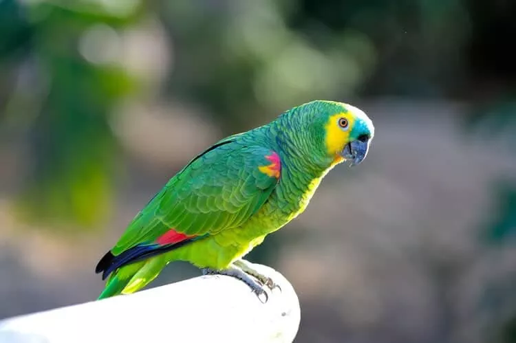 Blue-Fronted Amazon