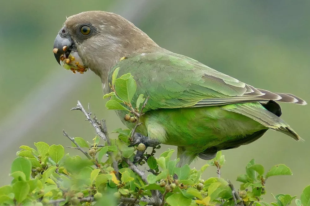 Brown-Headed Parrot