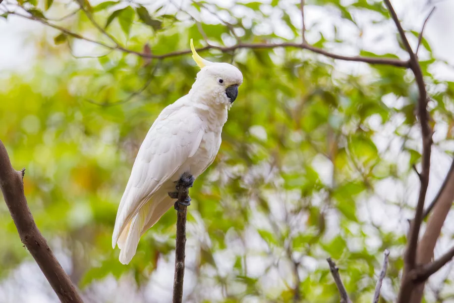 Cockatoo