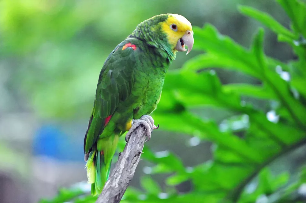 Double Yellow-Headed Amazon