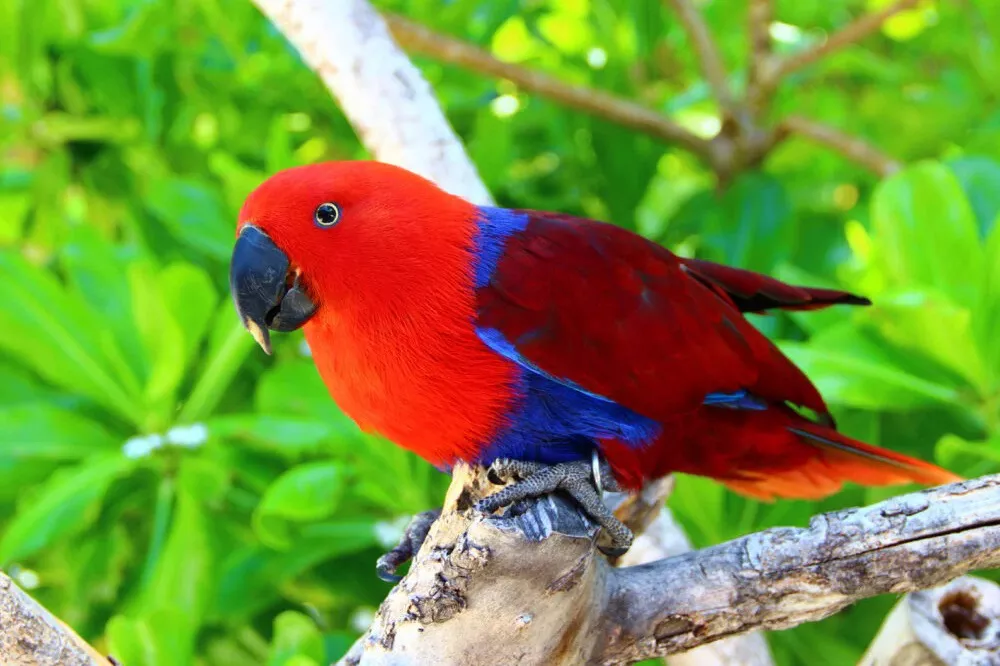 Eclectus Parrot