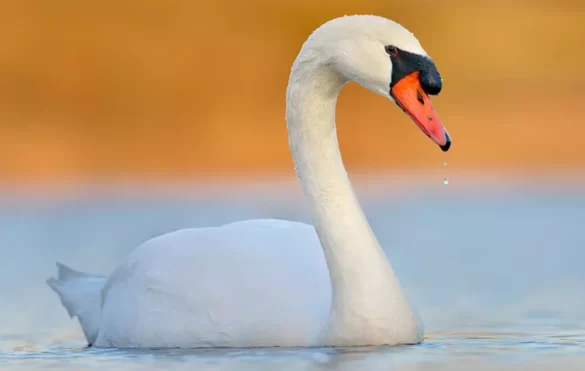 Mute swan