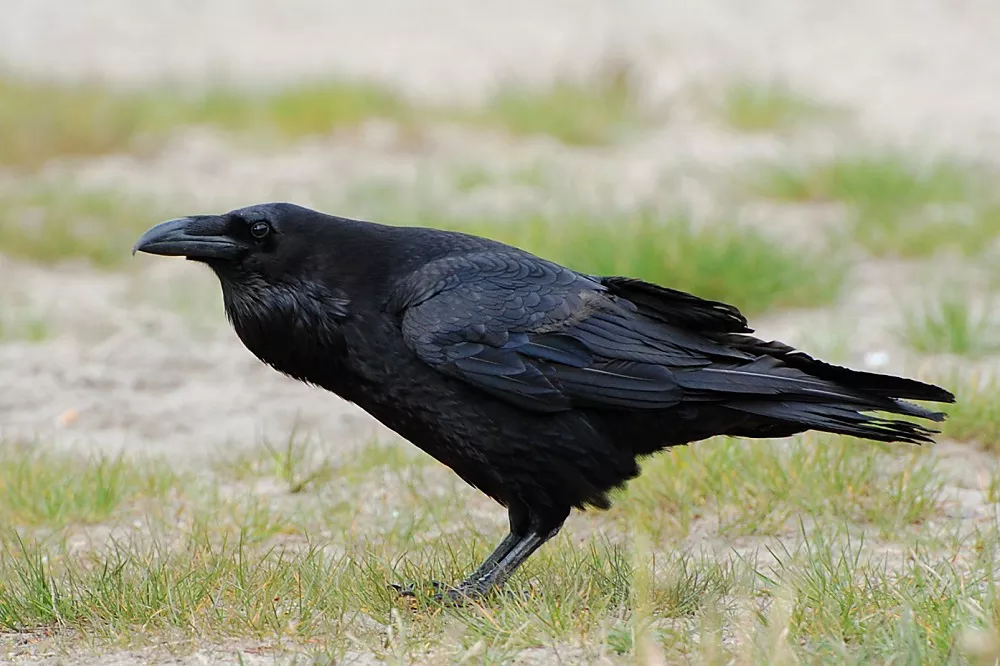 Raven