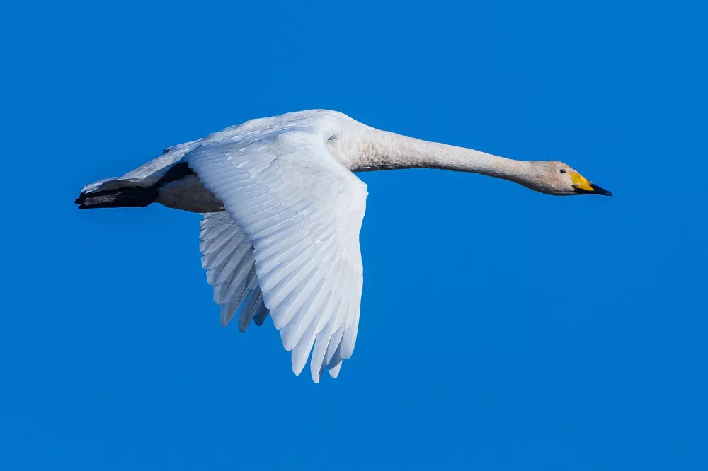 Whooper Swan in flight
