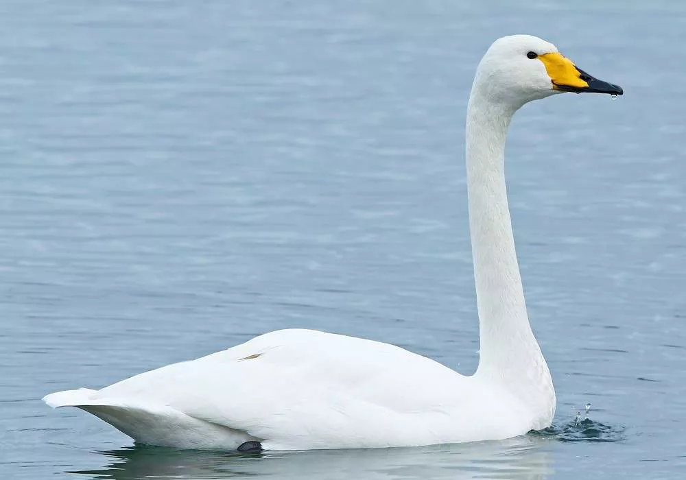 Whooper Swan in the water
