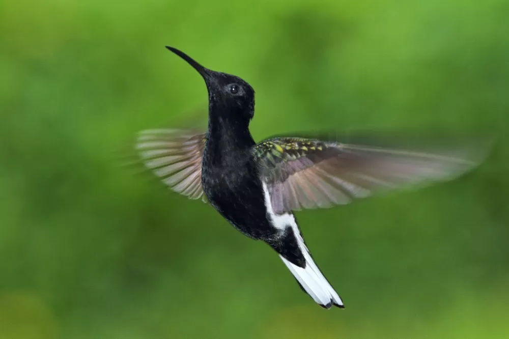 Black Hummingbird