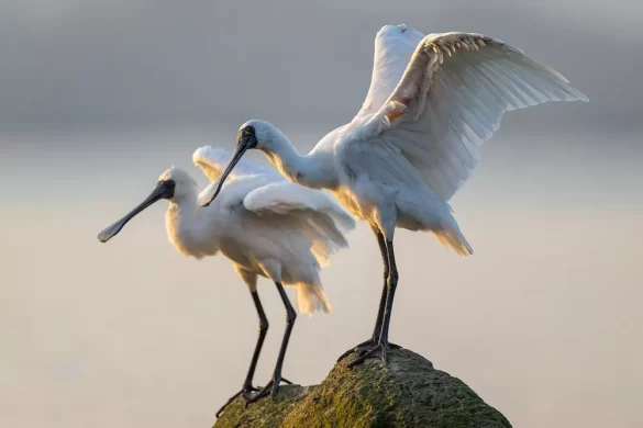 Black-faced Spoonbills