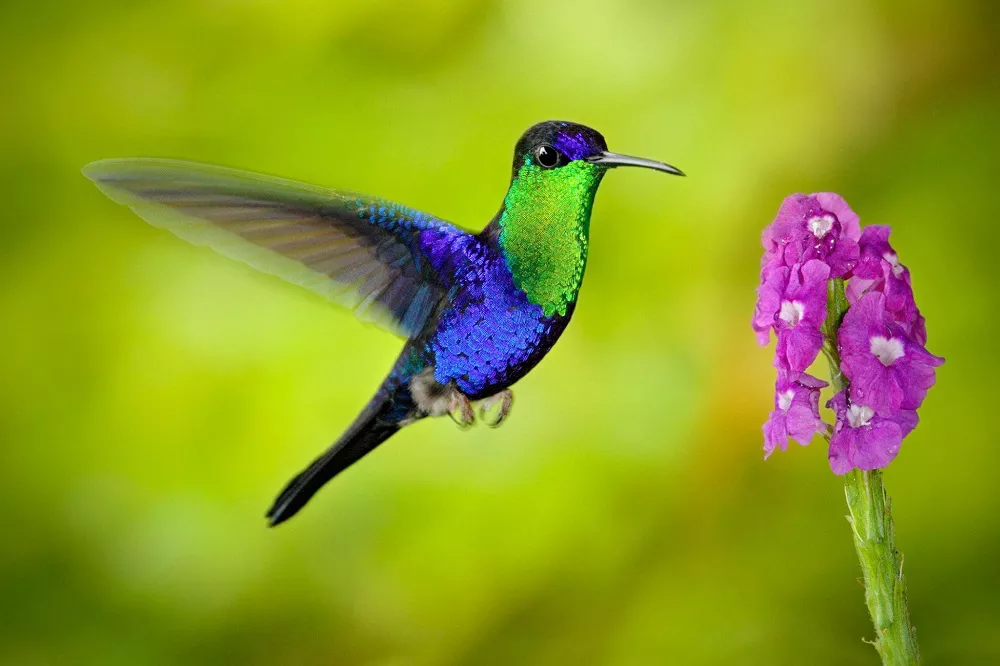 Blue Hummingbird