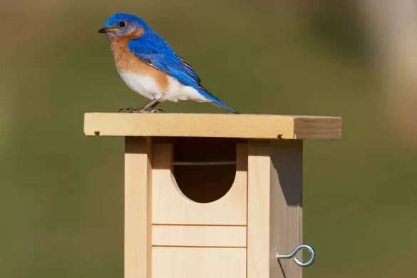 Bluebird House Plans